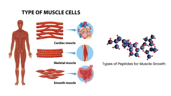 Types of Peptides for Muscle Growth