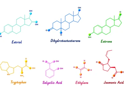 The Science Behind Amino Acids, Structure, and Synthesis