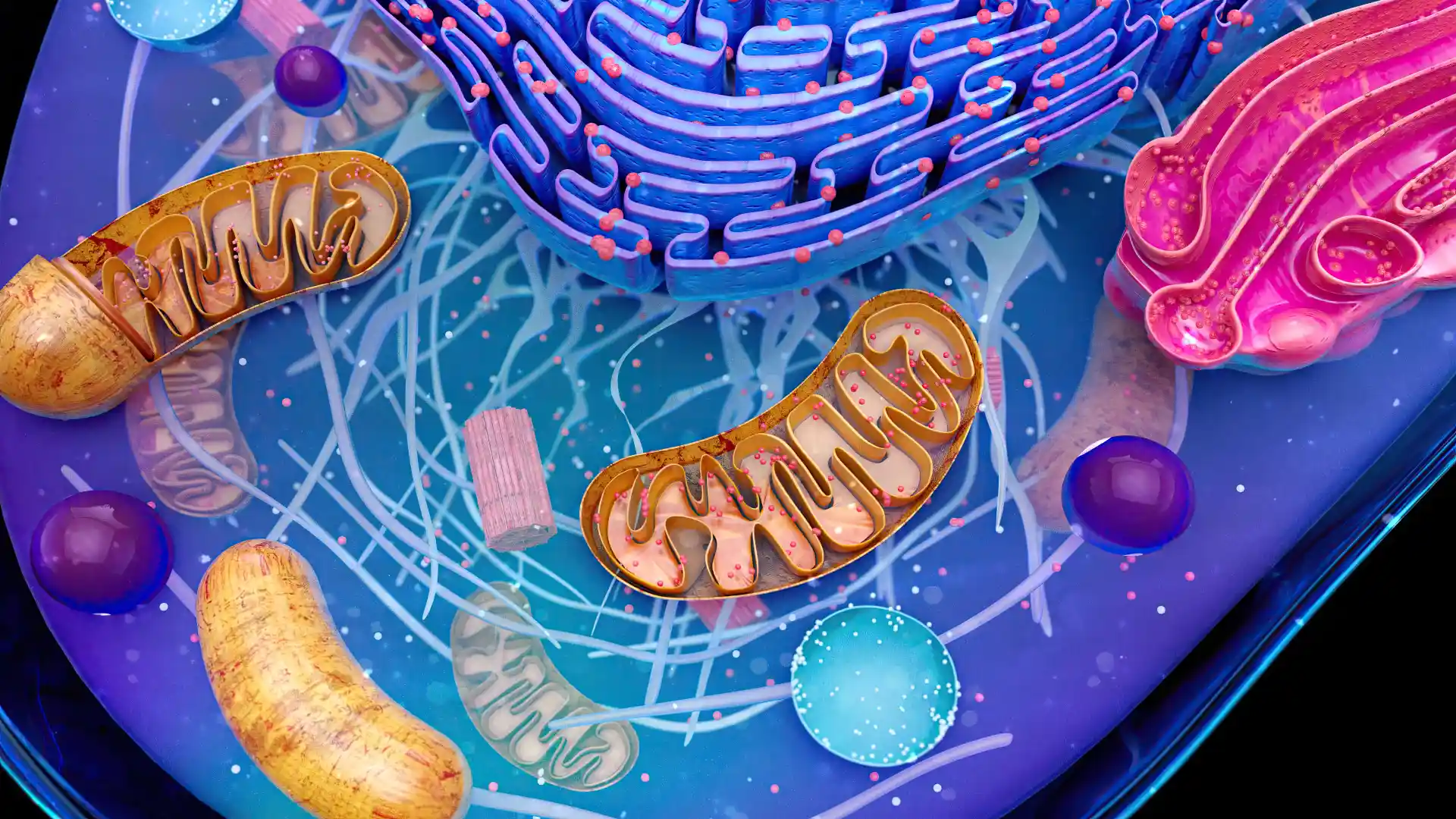 How Mitochondrial Efficiency Boost Energy Systems & Growth